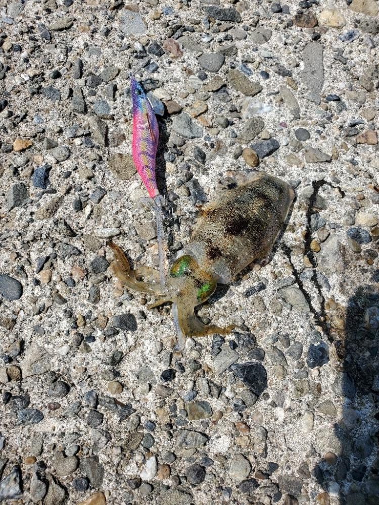 アオリイカ　タチウオです。