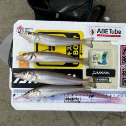 虹ノ松原はキスの群れが凄かった