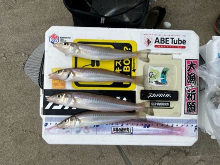 虹ノ松原はキスの群れが凄かった