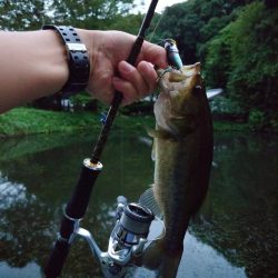 まだまだ水面ふ