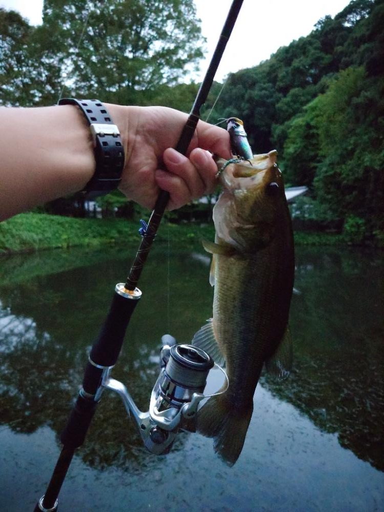 まだまだ水面ふ
