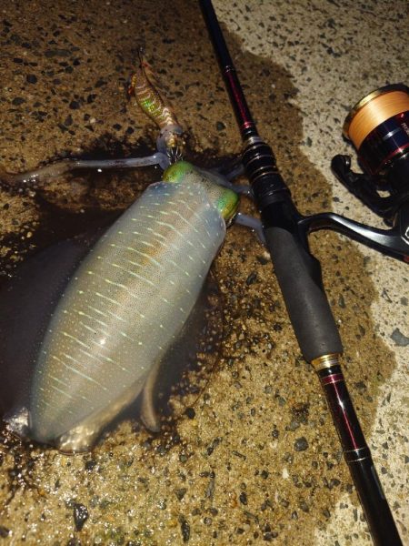 久凪エギングIN対馬