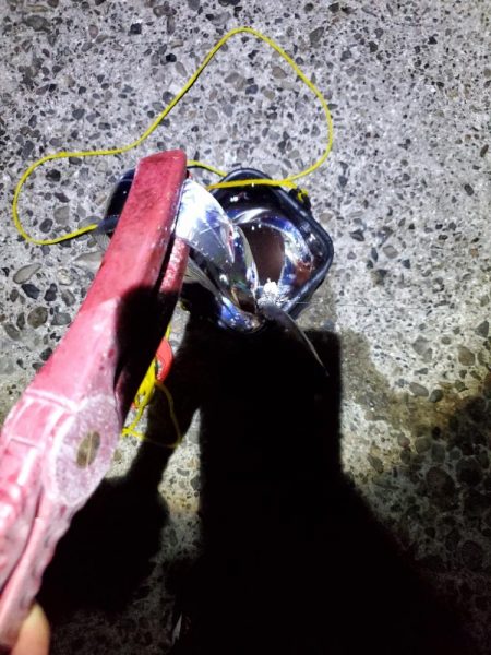 アオリイカとタチウオです!