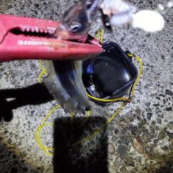 タチウオ、アオリイカ、アジ