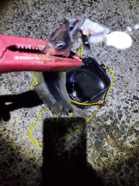 タチウオ、アオリイカ、アジ