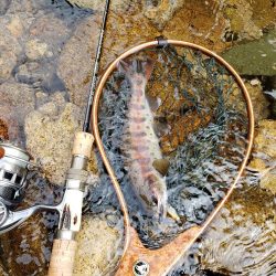 秋ヤマメ出たので満足でシーズン閉幕