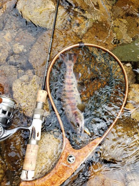 秋ヤマメ出たので満足でシーズン閉幕