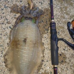 ナイトエギングIN対馬