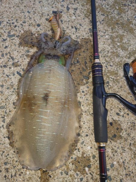 ナイトエギングIN対馬