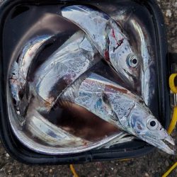 マリーナ付近で全力のタチウオ釣り