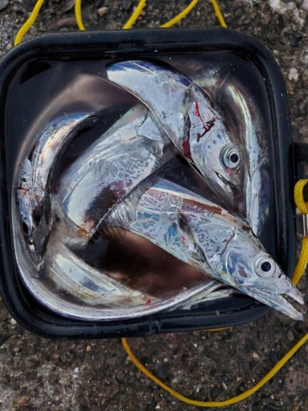 マリーナ付近で全力のタチウオ釣り