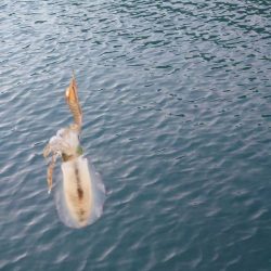 ナイトエギング②IN対馬