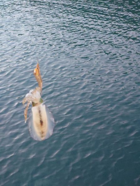 ナイトエギング②IN対馬