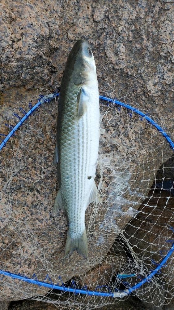 9月最終日に駆け込みチヌ