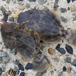 2023年、姫路のカワハギ状況は？