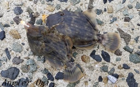 2023年、姫路のカワハギ状況は？