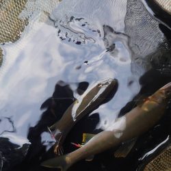 鮎ルアーでのおとり確保に大苦戦するも、友釣りで挽回 (石田川)