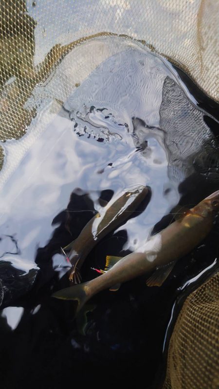 鮎ルアーでのおとり確保に大苦戦するも、友釣りで挽回 (石田川)