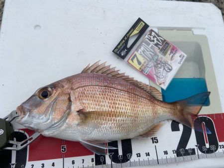 ちょい投げシロギスタ、終了間際の猛チャージ