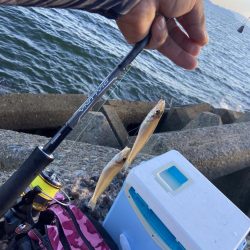 ちょい投げシロギスタのプチ穴残業