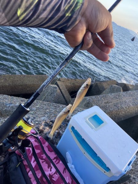 ちょい投げシロギスタのプチ穴残業