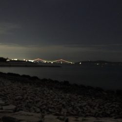 アオリイカ大きくなってます