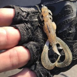 久々の年無しゲット