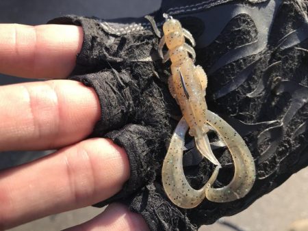 久々の年無しゲット