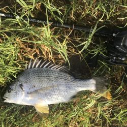 久々の淀川チニング