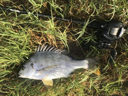 久々の淀川チニング