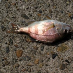 久しぶりの林崎漁港