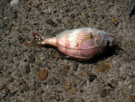 久しぶりの林崎漁港