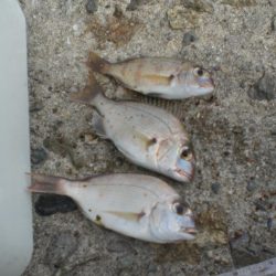 久しぶりの白灯