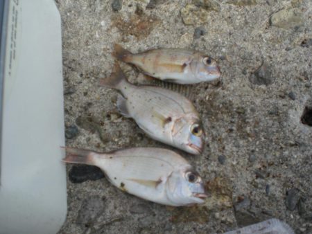 久しぶりの白灯