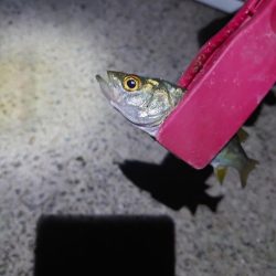 西二見漁港 苦行豆アジ