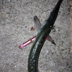 朝マズメ1時間勝負