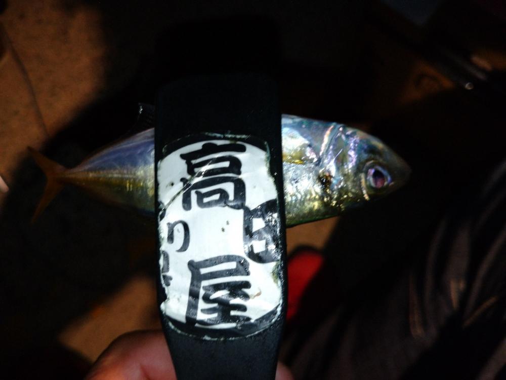 今夜もアジング