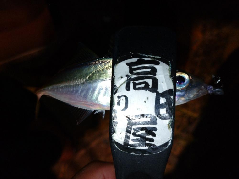 今夜のアジング修行