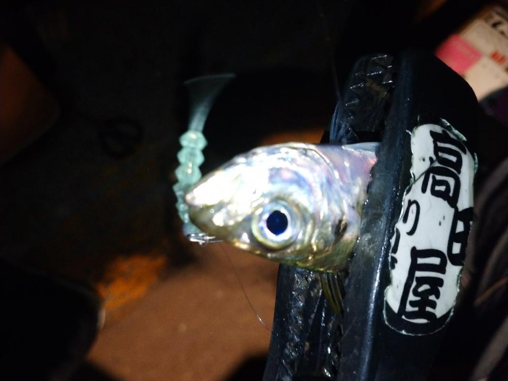 今夜はアジング修行