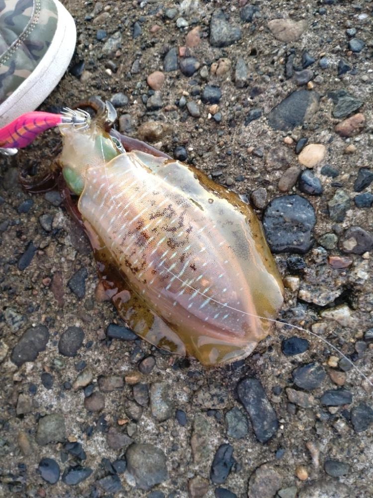 アオリイカ2杯！