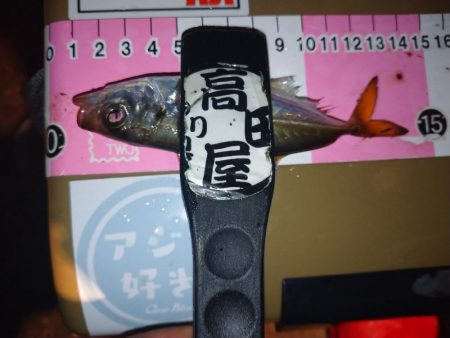 今夜もアジング