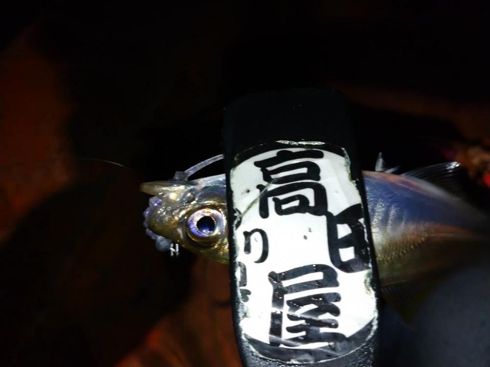 今夜も豆アジ修行