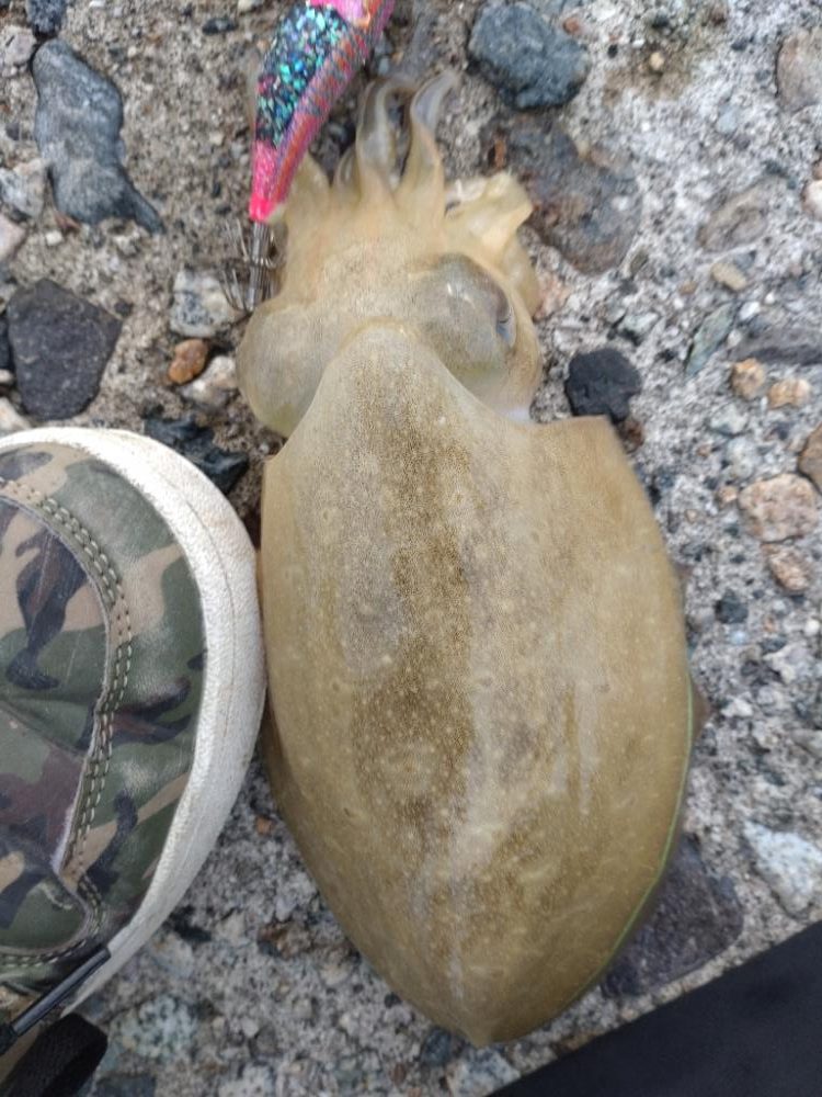 アオリイカ3杯！コウイカ1杯！カマス多数