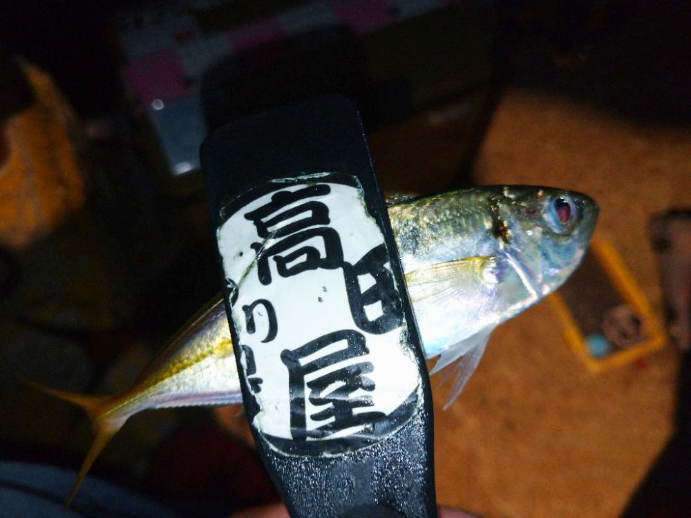 今夜もアジング