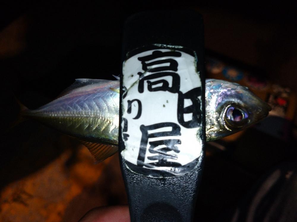 今夜もアジング修行