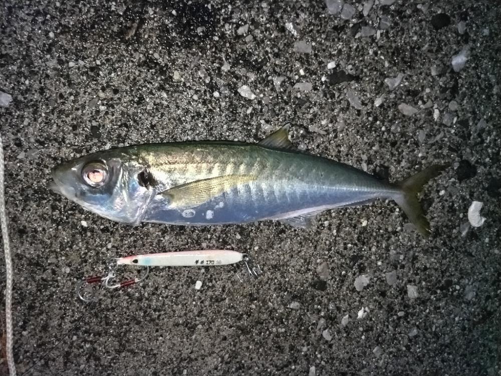 メタルジグでサバとアジ釣れました。