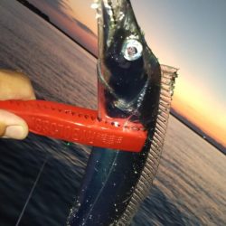 水軒夕マズメのタッチー