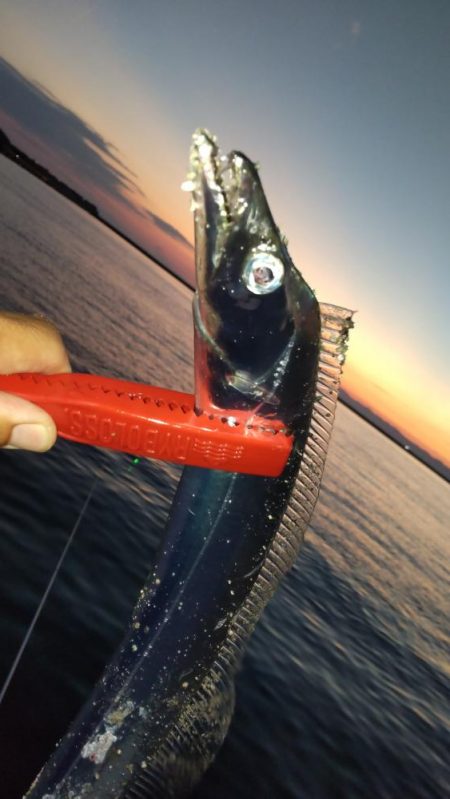 水軒夕マズメのタッチー