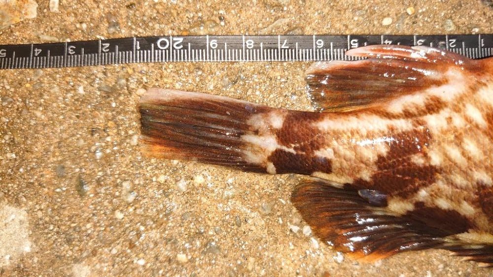 帰りに場所を移動して様子を伺う