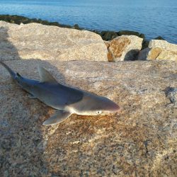 予想外の来訪魚